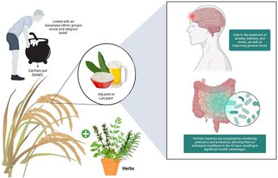 Synbiotic Effects of Fermented Rice on Human Health and Wellness: A Natural Beverage That Boosts Immunity